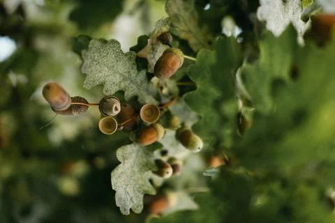 Nature's Bounty Foto stock