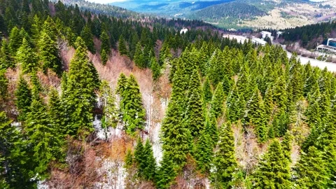 Natures Canopy in Motion Stock Footage 312532217