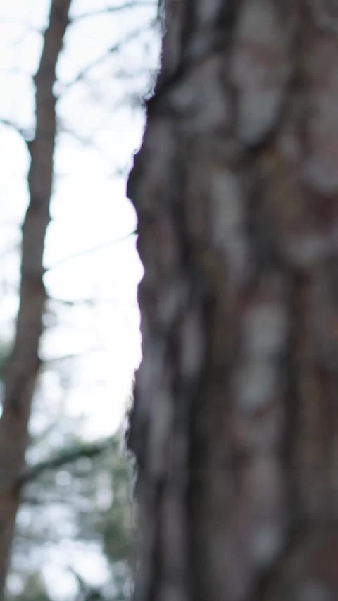 Nature's Canopy, Sunlight Filtering Through Trees-Sunlight Through the Trees Stock Footage 287643989