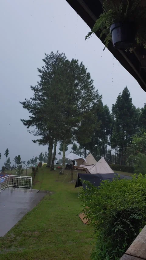 Nature’s Canopy: Tall Trees and Tent in Megamendung Stock Footage 277187924