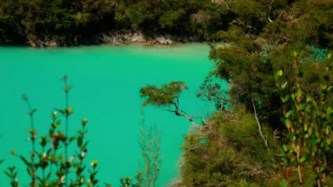 Nature's Canopy: Tree Overhanging Turquoise Lake Stock Footage 250140679