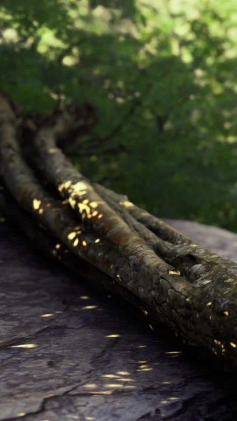 Natures canvas alive with shimmering highlights in a serene forest setting Stock Footage 342463243