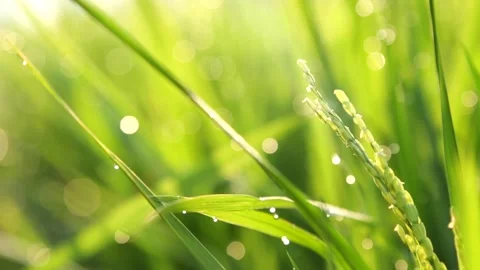 Nature's Canvas Stock Footage 282691330