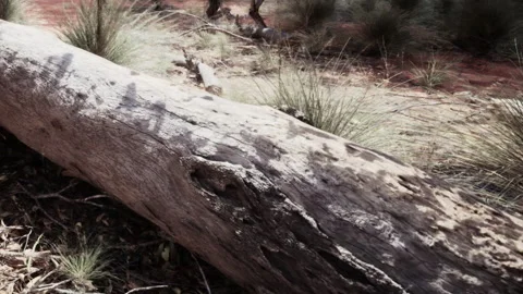 Natures Canvas Painted With Textures in a Serene Australian Outback Video stock 344929502