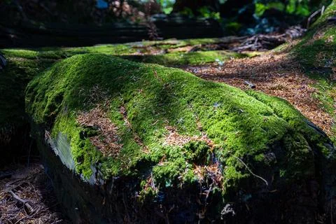 Natures Carpet in the Shadows Stock Photos