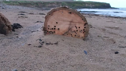 Natures circle, two driftwood trunks on a sandy beach with mollusk holes 스톡 동영상 272743185