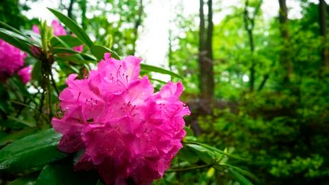 Nature's Close up Stock Photos