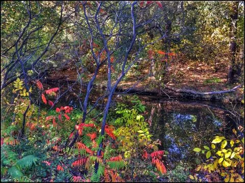 Nature's colours in the fall. Stock Photos