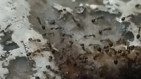 Nature’s Coordinated Force "Ants" Видео 283550118