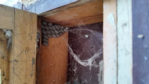 Natures Craft, Mud Dauber Nests Stock Footage 288683945