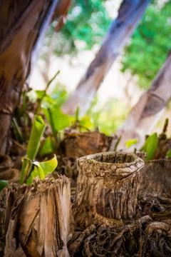 Nature`s cup Stock Photos