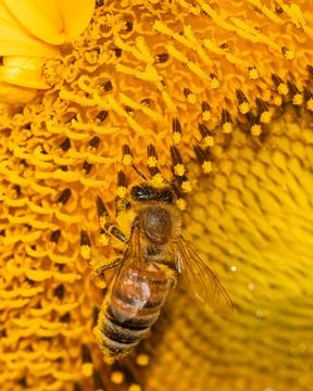 Nature's dance: bee gracefully foraging on a vibrant sunflower's golden tre.. Stock Photos