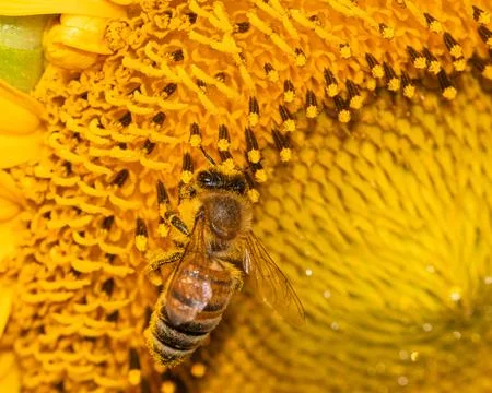 Nature's dance: bee gracefully foraging on a vibrant sunflower's golden tre.. Stock Photos
