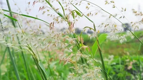 Nature’s Dance: Melinis Repens Grass in Subtle Wind Flow Stock Footage 293342351