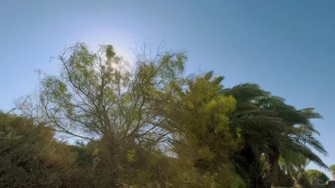 Nature's Dance: Wind Caressing Trees in the Wilderness Stock Footage 248447083