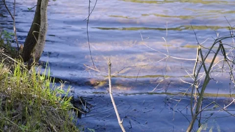 Nature'S Edge And Water Reflection, Close-Up Of Green Grass And Bare Branches 库存影片 334608470
