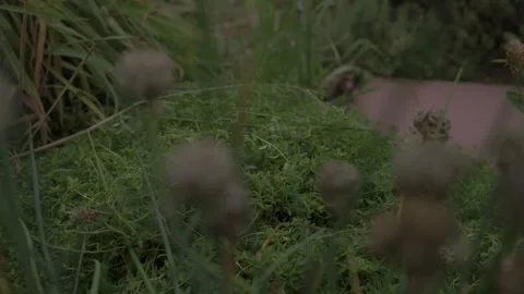 Nature's Elegance: Captivating Focus Pull Stock Footage 253040581