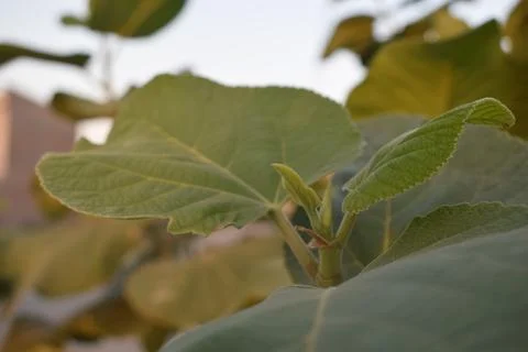 Nature's Elegance: Graceful Fig Leaf in Shades of Green Stock Photos