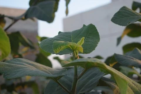 Nature's Elegance: Graceful Fig Leaf in Shades of Green Stock Photos