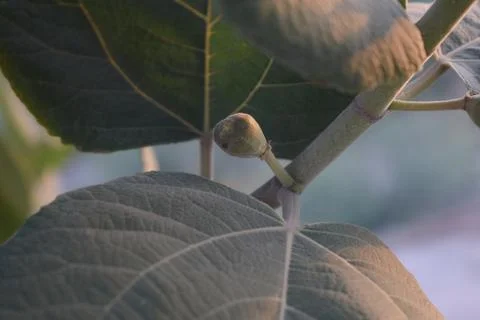 Nature's Elegance: Graceful Fig Leaf in Shades of Green Stock Photos