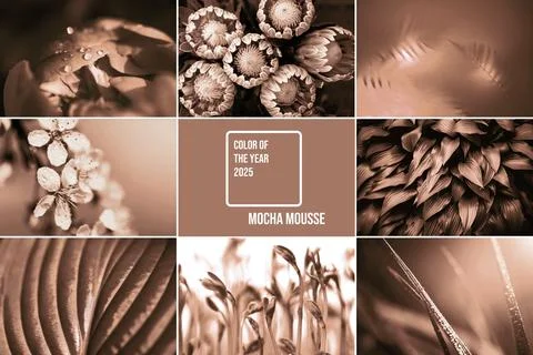 Natures elegance in mocha and mousse tones showcasing color of 2025 year Stock Photos