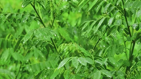 Nature’s Elegance: Raindrops Dancing on Leaf Surfaces Video stock 290790310