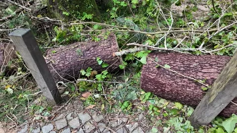 Natures Embrace, Fallen Tree Logs Stock Footage 305274145
