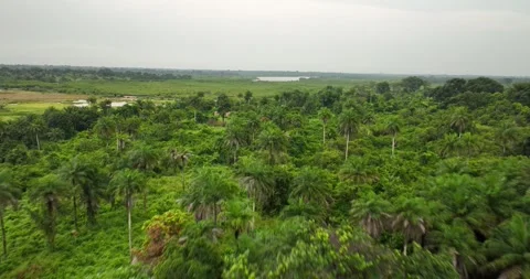 Nature’s Embrace A Quiet Flight Across Bissau Stock Footage 322719683