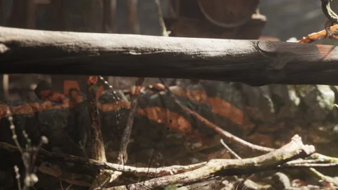 Natures Embrace in a Rustic Forest Setting With Wooden Textures Stock Footage 344822230