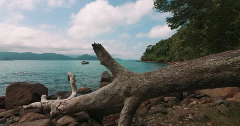 Nature's Embrace: Timelapse Tranquility in Atlantic Forest Bliss Stock Footage 195547916