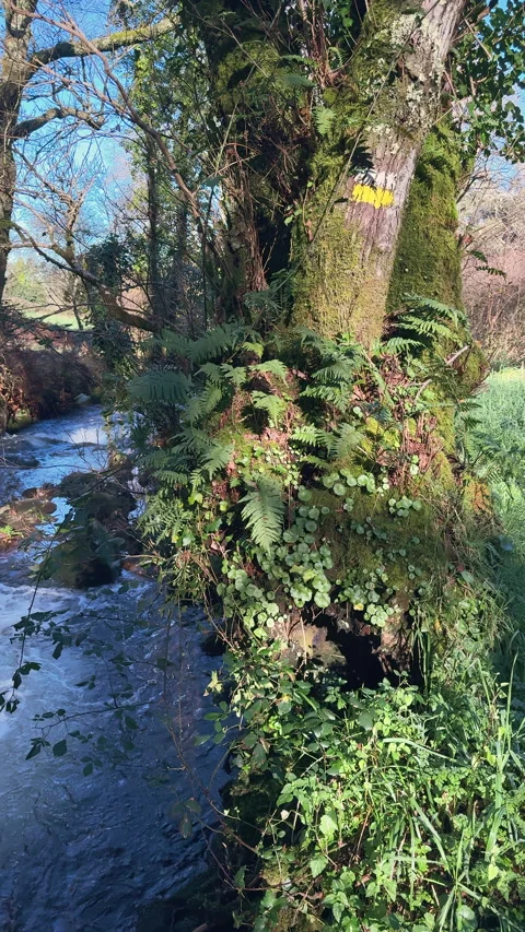 Nature's Embrace: Tree Trunk by the River Stock Footage 273375000
