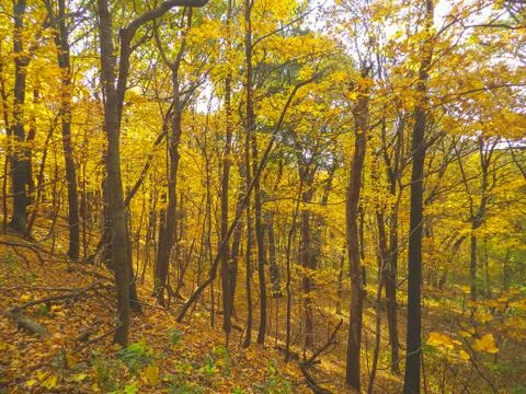 The Natures Fall Colors Stockfoto's