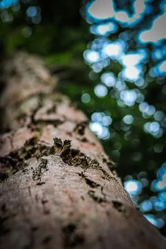 Nature's fingerprint Foto stock