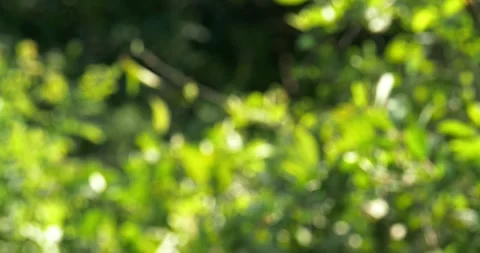 Nature's foliage in bokeh blur leafy forest scene outdoor vibrant environment Stock Footage 325022536