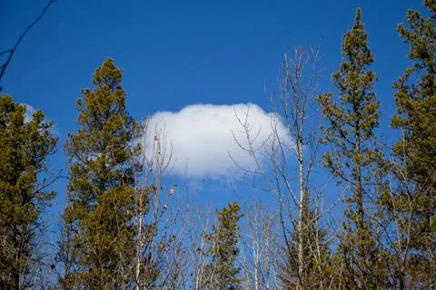 Nature's Frame: Cloud Through Trees Stock Photos