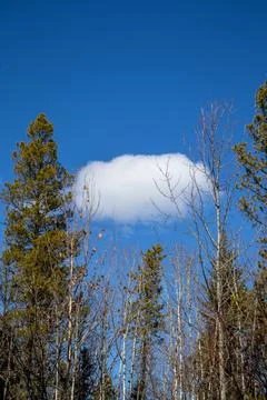 Nature's Frame: Cloud Through Trees Stock Photos