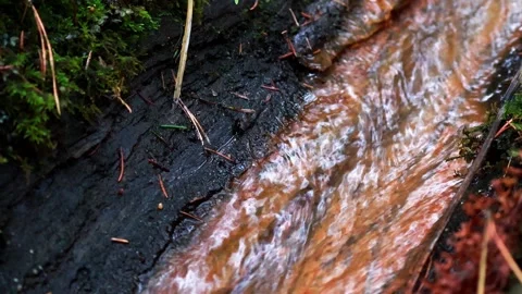 Nature's gentle stream flowing over textured bark in a serene forest setting Vídeo Stock 295334247