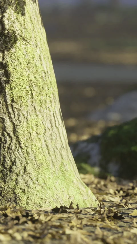 Natures gentle touch on a mossy tree trunk in the warm afternoon sun Stock Footage 341409650