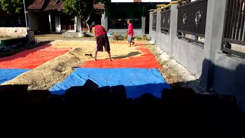 "Nature's Gift: Harvested Rice Drying in the Yard" Stock Footage 246306042