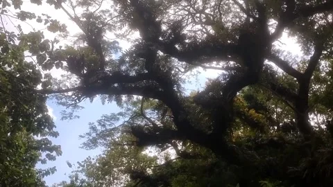 Nature's Green Ceiling Видео 334102871