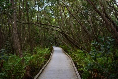 Natures Green Path Stock Photos