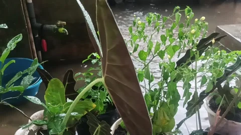 Nature's green symphony Stock Footage 276784073