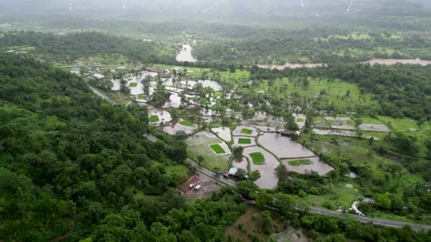 Nature's Grid: Top-Down Drone View of Lush Rice Paddies. Stock Footage 342277712