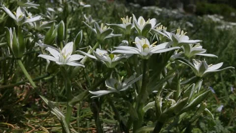 Nature's ground cover close-up Stock Footage 11019789