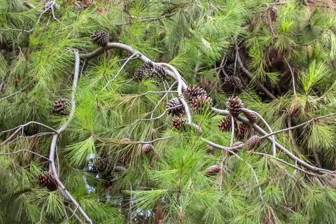 Natures Growth Cycle. Pine Cones and Needles. Stock Photos