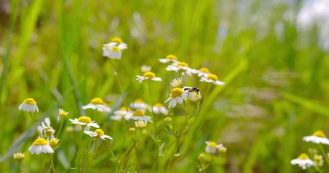 Nature's Harmony: Bee on Chamomile Plant Stock Footage 256095892