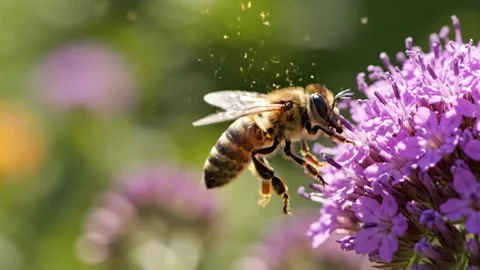 Nature's Harmony: Honey Bee Pollinating Purple Flowers Stock Footage 313246330