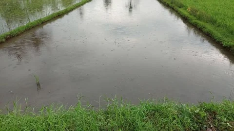 "Nature's Harmony: Rice Fields Embracing Drizzling Rain" Stock Footage 243779372
