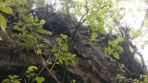 Nature's Harmony on Rocky Slopes Vidéo 332474389