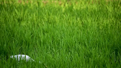 Nature's Harmony: Small Egret Foraging in Vibrant Rice Paddies. Stock Footage 250006842